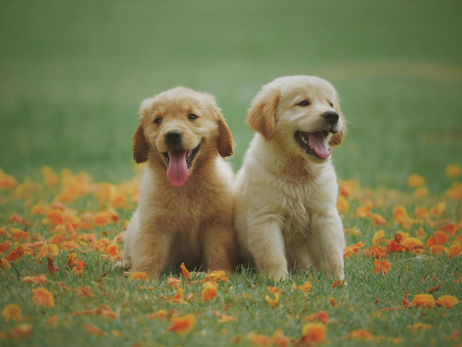 Dog Cremation Prices in Gloucester