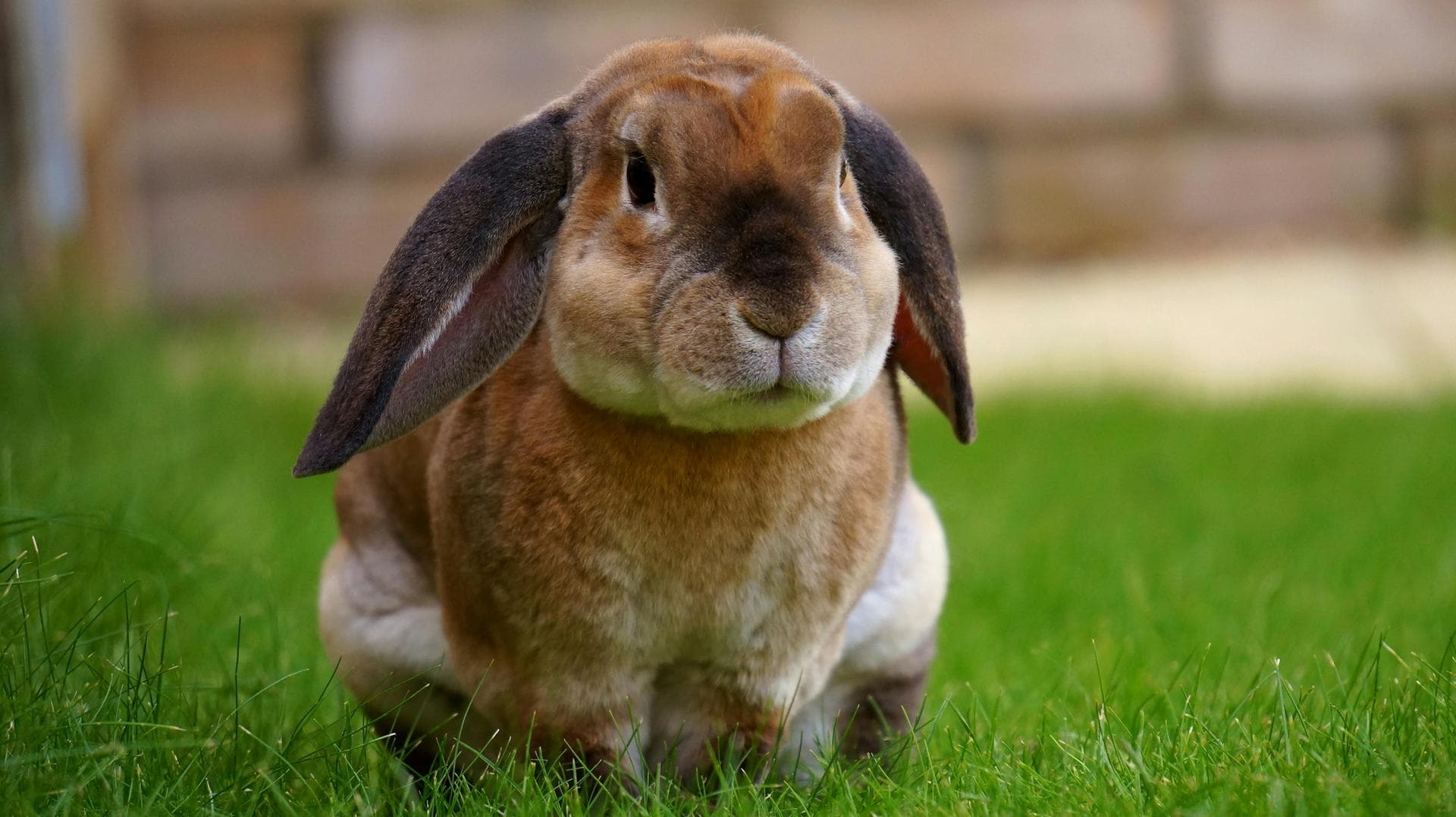 Dog & Cat Vets in Gloucester