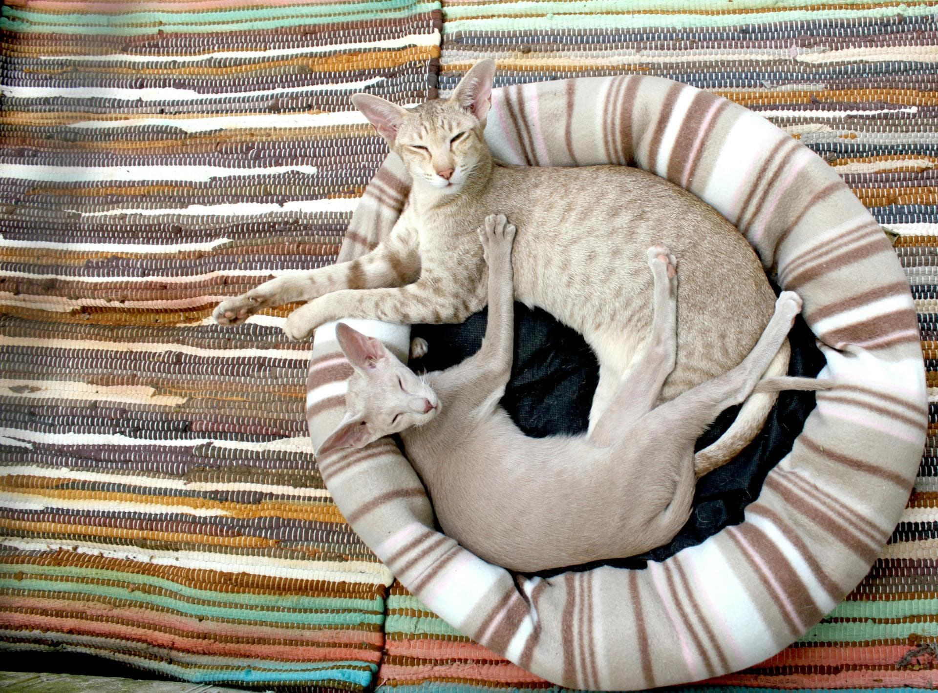 Cat Euthanasia Put Down Prices in Gloucester