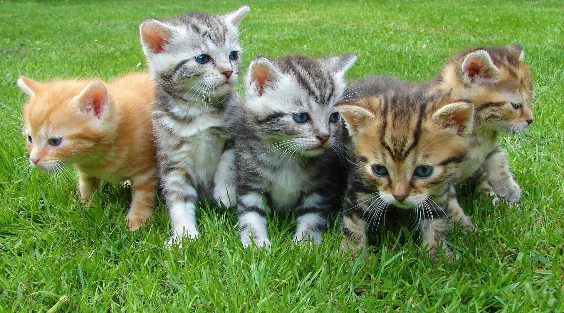 Cat Spaying Prices in Gloucester