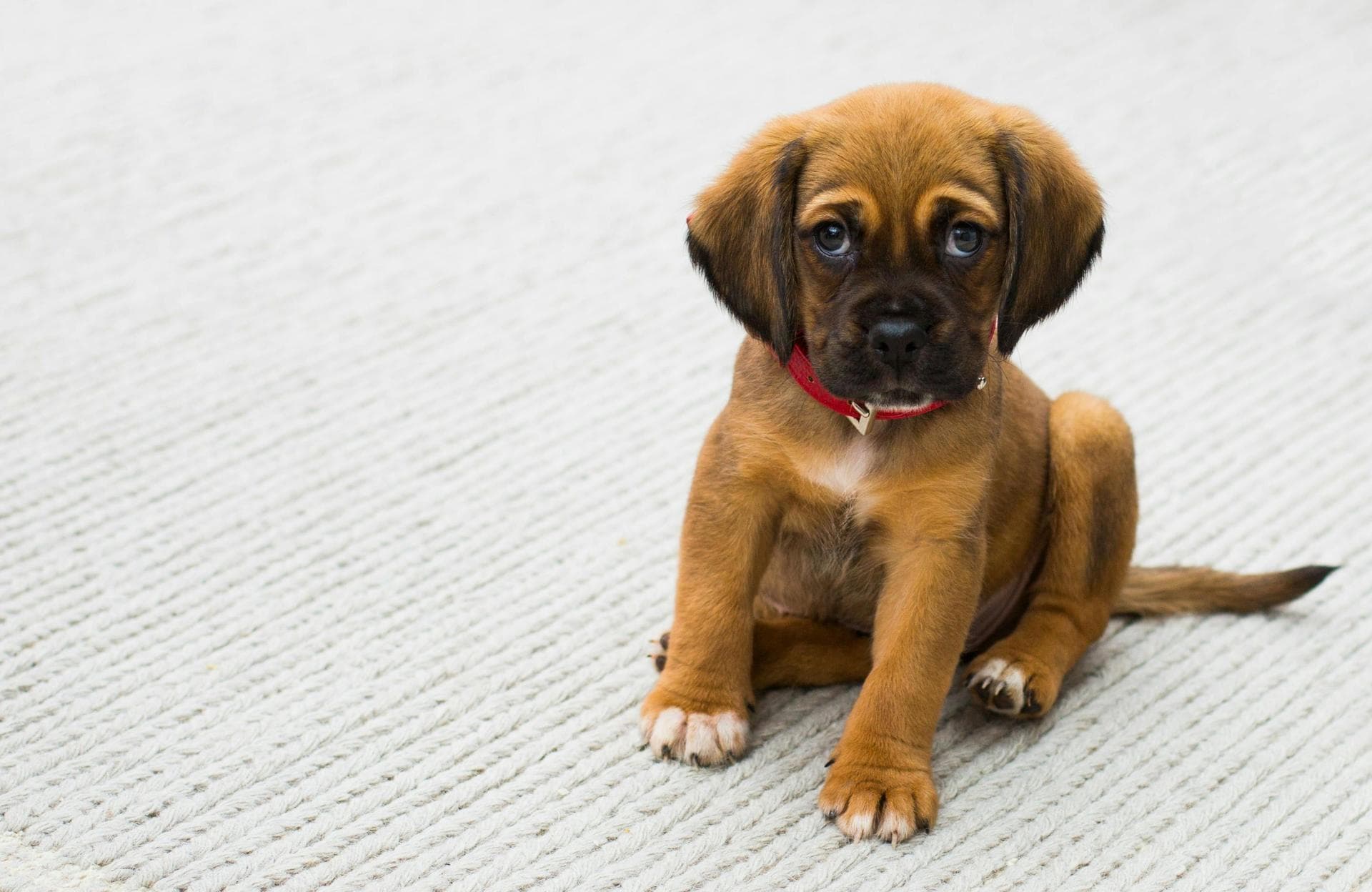 Vet Prescription Prices in Gloucester