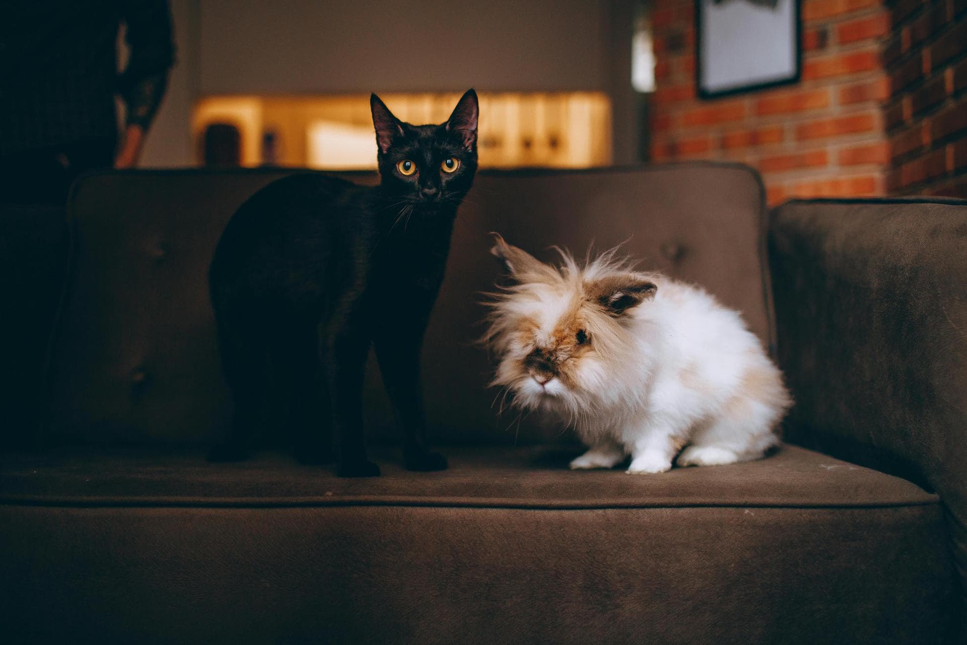 Keyhole Spay Prices in Gloucester