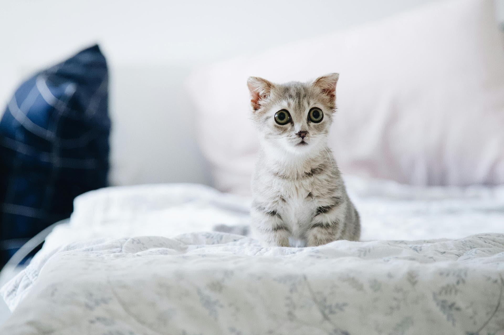 Cat Cremation Prices in Gloucester
