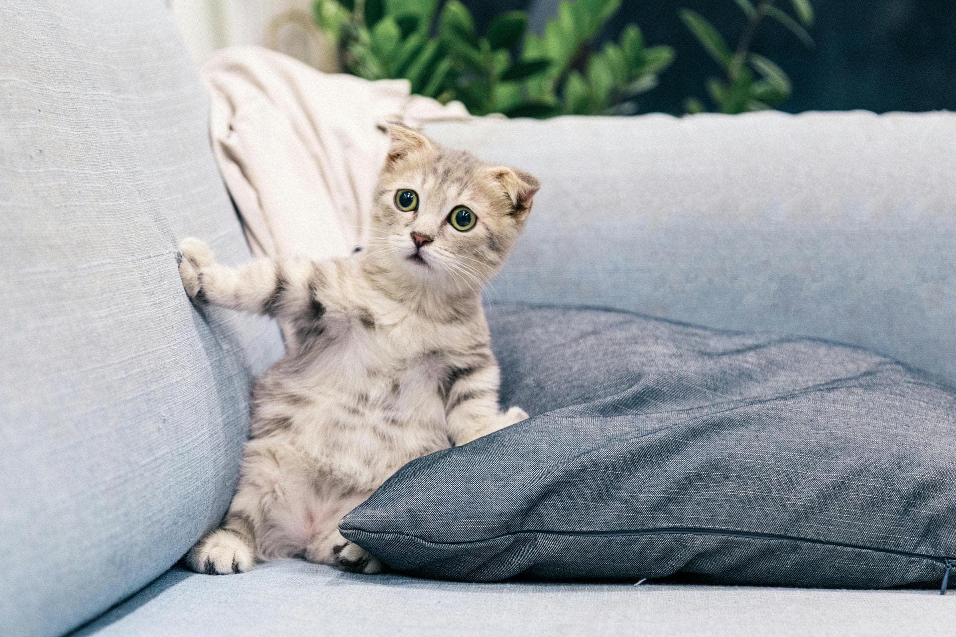 Cat Kitten Vaccinations Feline Leukaemia Prices in Gloucester